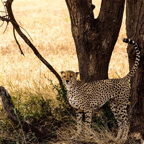 Cheetah Tanzania Monika Salzmann Travel Photography
