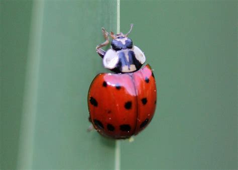 Red House Garden The Pink Spotted Ladybug