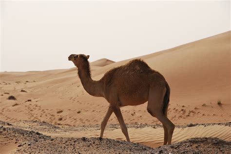 The Camel Biggest Animal In The World Basic Facts And Pictures