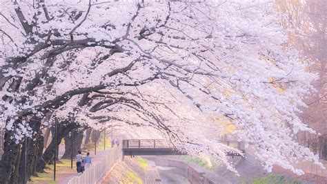 Pink Rivers In The Spring The Official Tokyo Travel Guide Go Tokyo