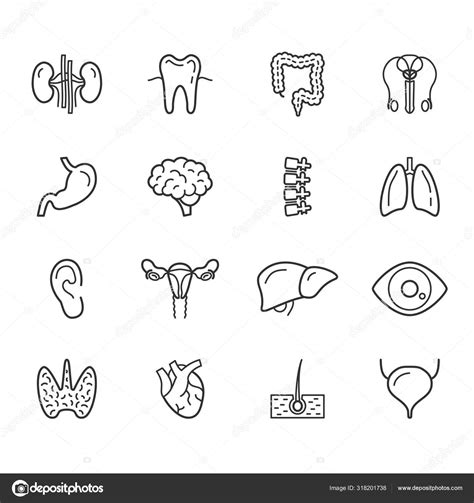 Human Internal Organs And Body Anatomy Icons Set Stock Vector Image By