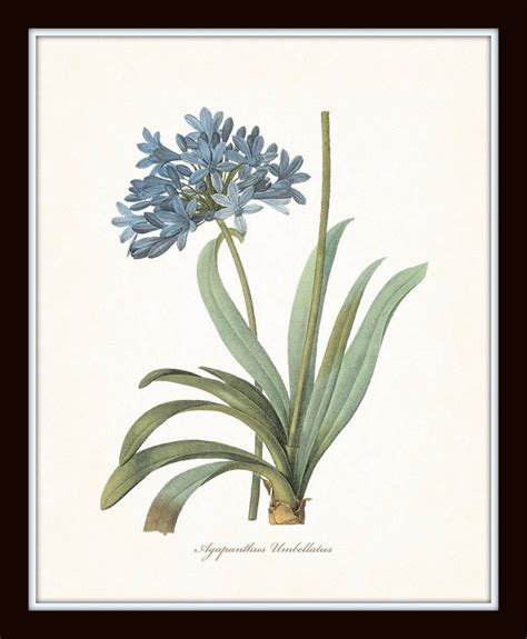Blue Botanical Print Set No 7 Fine Art Giclee Prints Bellebotanica