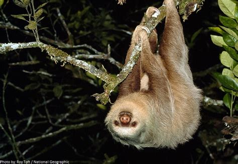 Interesting Facts About Sloths Just Fun Facts