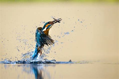 Fast Shutter Speed Photo Contest Finalists