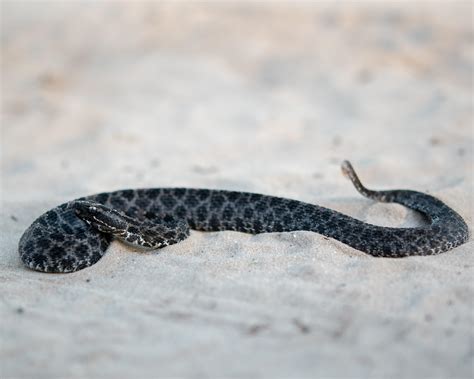 Recent Favorite Find Dusky Pygmy Rattlesnake In North Florida Snakes