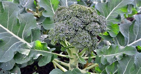 How To Grow Your Own Broccoli Gardeners Path