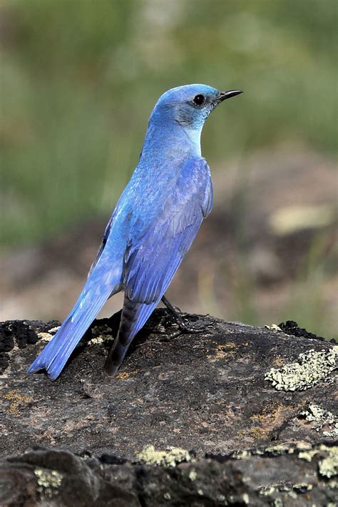 Mountain-Bluebird-vert_DevlinHolloway - Oregon Natural Desert Association