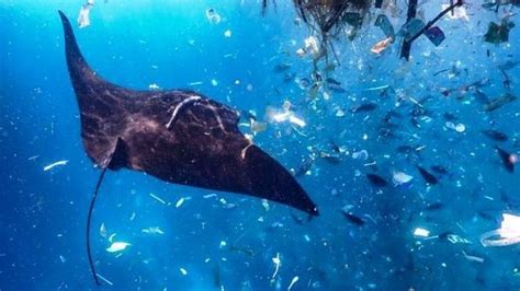 Indonesia Penyumbang Sampah Plastik Terbesar Ke Di Dunia Juta Ton Dibuang Ke Laut