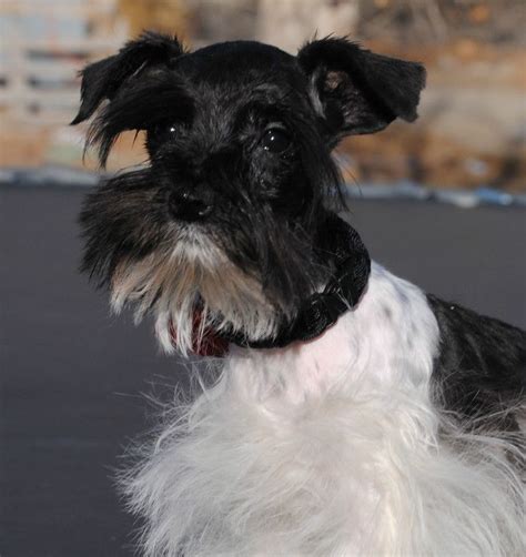 Please let us know in the comments if you have ever purchased a miniature schnauzer from any of the above breeders in co. Merle Schnauzer Puppies Colorado | Miniature Schnauzer Puppies (With images) | Miniature ...