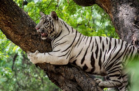 Filewhite Tigers Climbing Tree Wikimedia Commons
