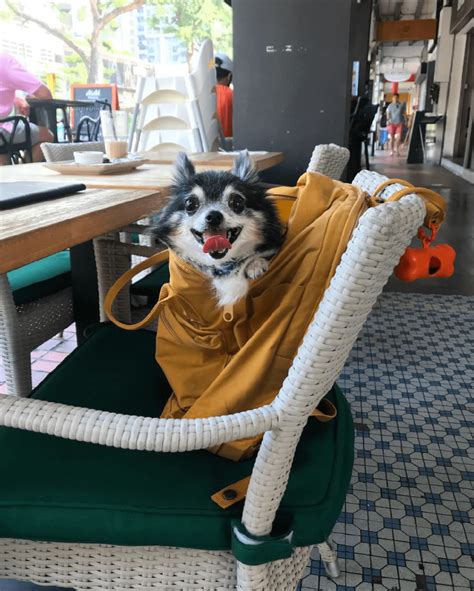 11 Dog Friendly Cafes And Restaurants In Singapore