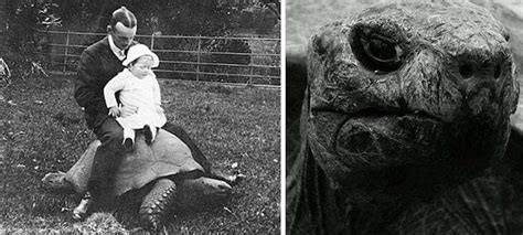 Esta Tortuga Fue Fotografiada En 1902 Así Es Como Está 100 Años