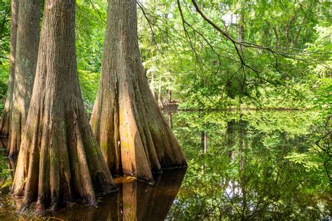 Bald cypress, taxodium distichum, are some of the most beautiful, largest and longest lived deciduous trees in central texas. Bald Cypress in Summer Green | Texas | Tree | Forest ...