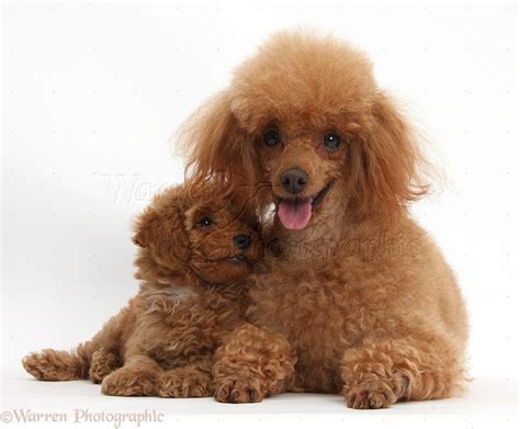 Dogs Red Toy Poodle Father And Puppy Photo Wp38704