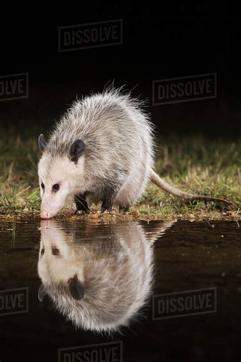 Virginia Opossum Didelphis Virginiana Adult At Night Drinking Uvalde