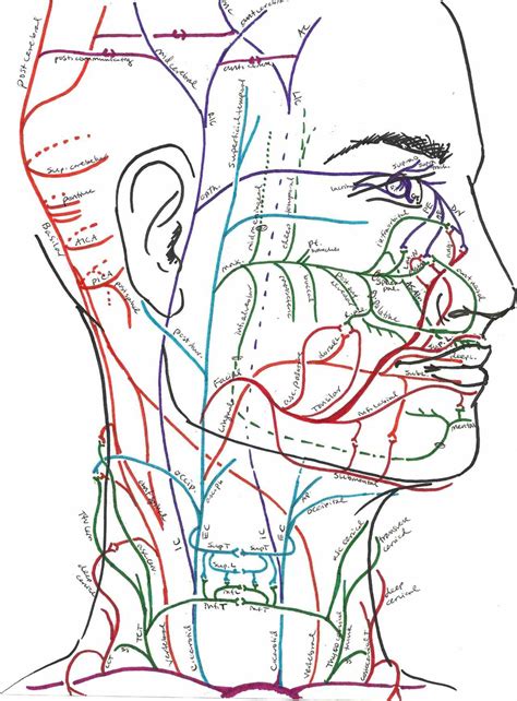 The anatomy of the head and neck of the human body, including the bones, muscles, blood vessels, nerves, glands, nose, mouth, and throat. Labeled Illustration Head And Neck Diagram | MedicineBTG.com
