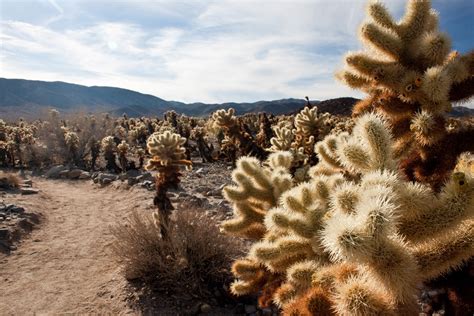 Cholla Cactus Garden Modern Hiker