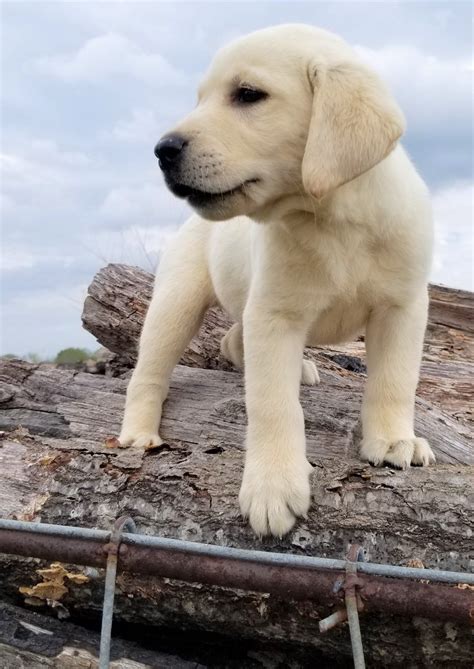 Find great deals on ebay for chocolate lab puppy for sale. Sugar - Female AKC English Labrador Retriever pup in ...