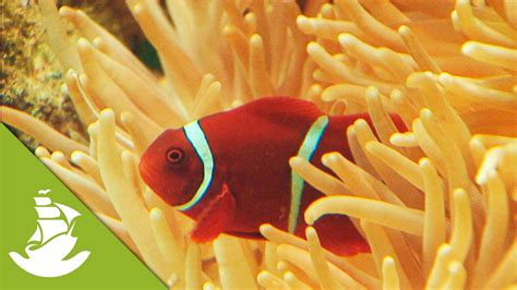 Clownfish And Anemones Youtube
