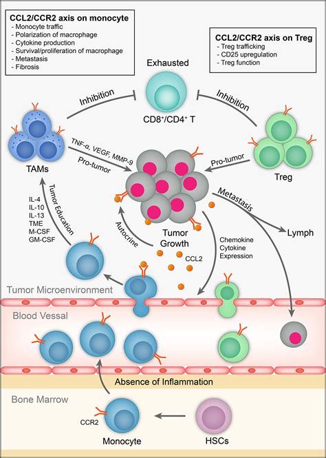 Frontiers Targeting The Ccl2ccr2 Axis In Cancer Immunotherapy One