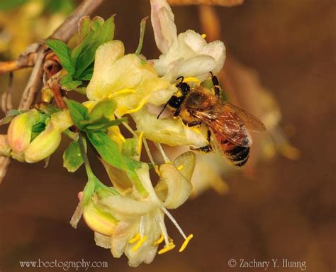 Harsh Winter Killed Many Of Michigans Honeybees Michigan Radio