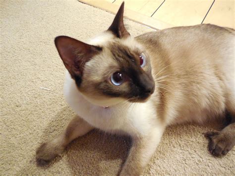 Lily My Chocolate Point Siamese Cat Siamese Cats Cats Cat Pics