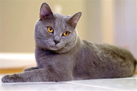 15 Beautiful Grey Cat Breeds Youll Want To Adopt Bubbly Pet