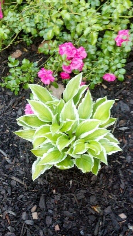 My Hosta In Front Of My Roses Knockout Roses Hostas Outdoors Garden