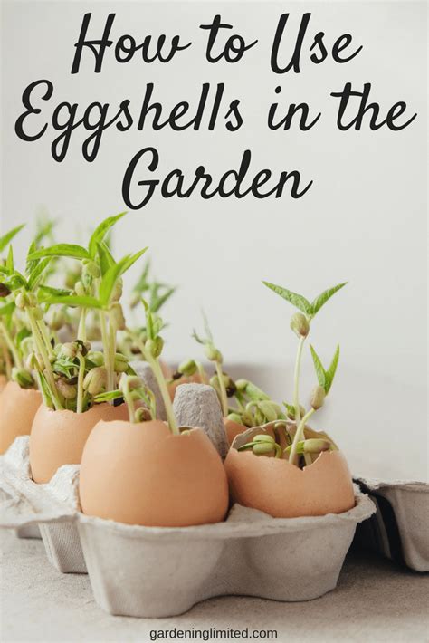 How To Use Eggshells In The Garden Egg Shells In Garden Egg Shells