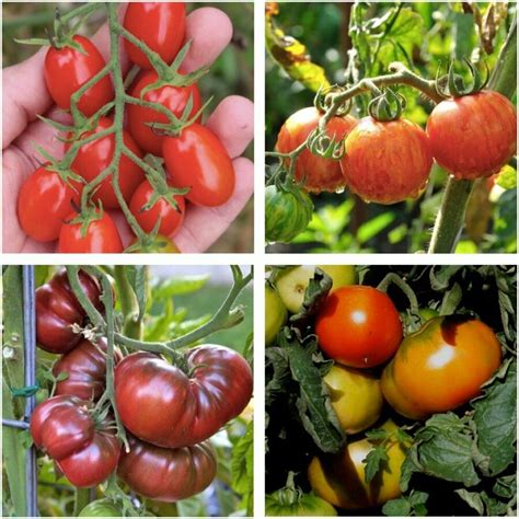 Tomato Seed Pack 4x Varieties 400 Seeds Bonus Basil