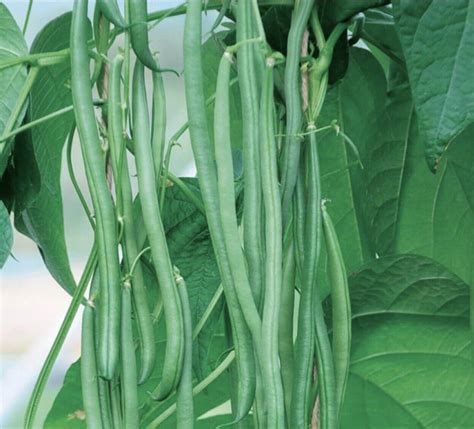 50 Seed Fortex Pole Beans Seed Round Top Ebay