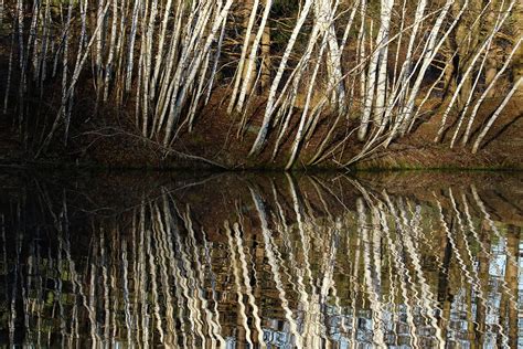 Tree Reflections Photograph By Brook Burling Fine Art America