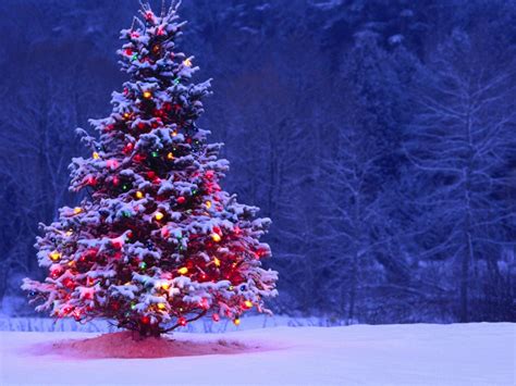 Light Covered Snowy Christmas Tree High Definition High Resolution