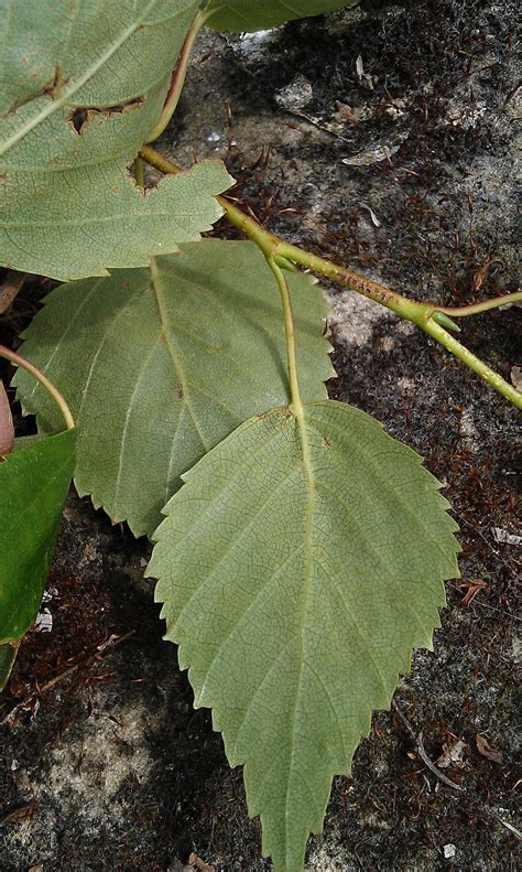 We did not find results for: Betula - Birch Leaves Underside