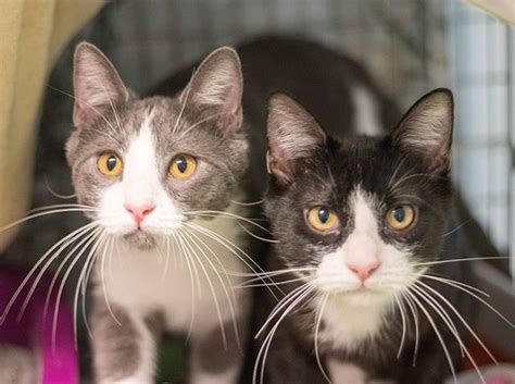 Our store also offers grooming, adoptions and curbside pickup. Cashmere and Sateen are two sweet shy girls that came to ...