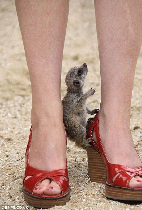 Marina crushing locust and food under her high heels. Safari park visitors warned to beware... after meerkats ...