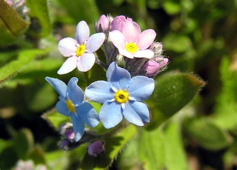 They come in different types of colors. Field Forget-Me-Not - Myosotis arvensis - Phoenix Amenity