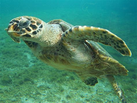 Hawksbill Sea Turtle Learn About Nature