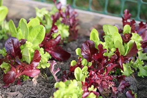 Growing And Using Lettuce Mix Lady Lees Home