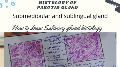 Salivary Gland Histology Dawing Parotid Submandibular Sublingual