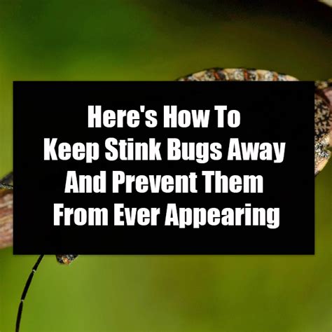 Heres How To Keep Stink Bugs Away And Prevent Them From Ever Appearing