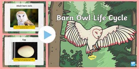 Life Cycle Of An Owl Powerpoint Primary Resource