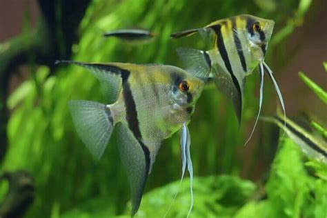 Top 17 Best Freshwater Angelfish With Pictures Everything Fishkeeping