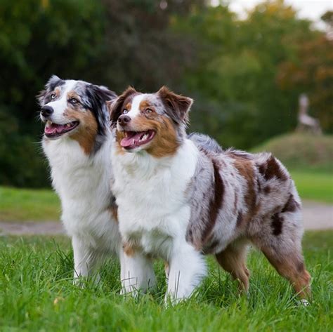 Are Australian Shepherd The Most Intelligent Dogs