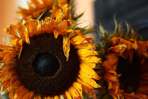 Dying Sunflowers 1 Laurence Hobden Flickr