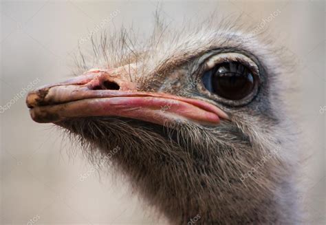 Ostrich Face Close Up — Stock Photo © 108219574