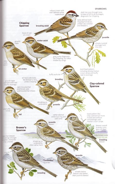 National Geographic Field Guide To The Birds Of North America 6th