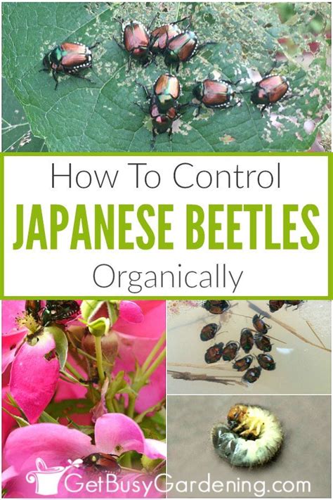 How To Control Japanese Beetles Organically Garden Pests Japanese