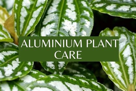 Everything You Need To Know About Aluminum Plant Care Gardening With