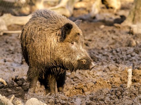 Wild boar who attacked Cracovians tests negative for rabies - The Krakow Post